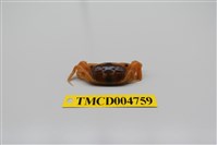 藏品(隆背大眼蟹)的圖片